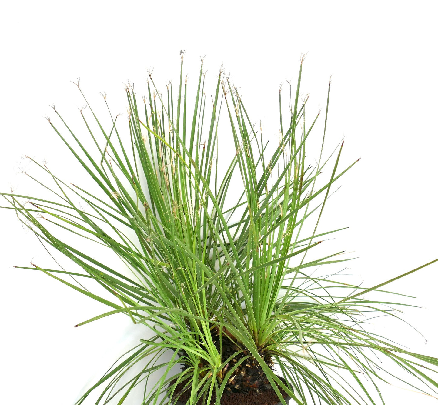 Dasylirion serratifolium spiky succulent plant with long narrow green leaves and thin fibers