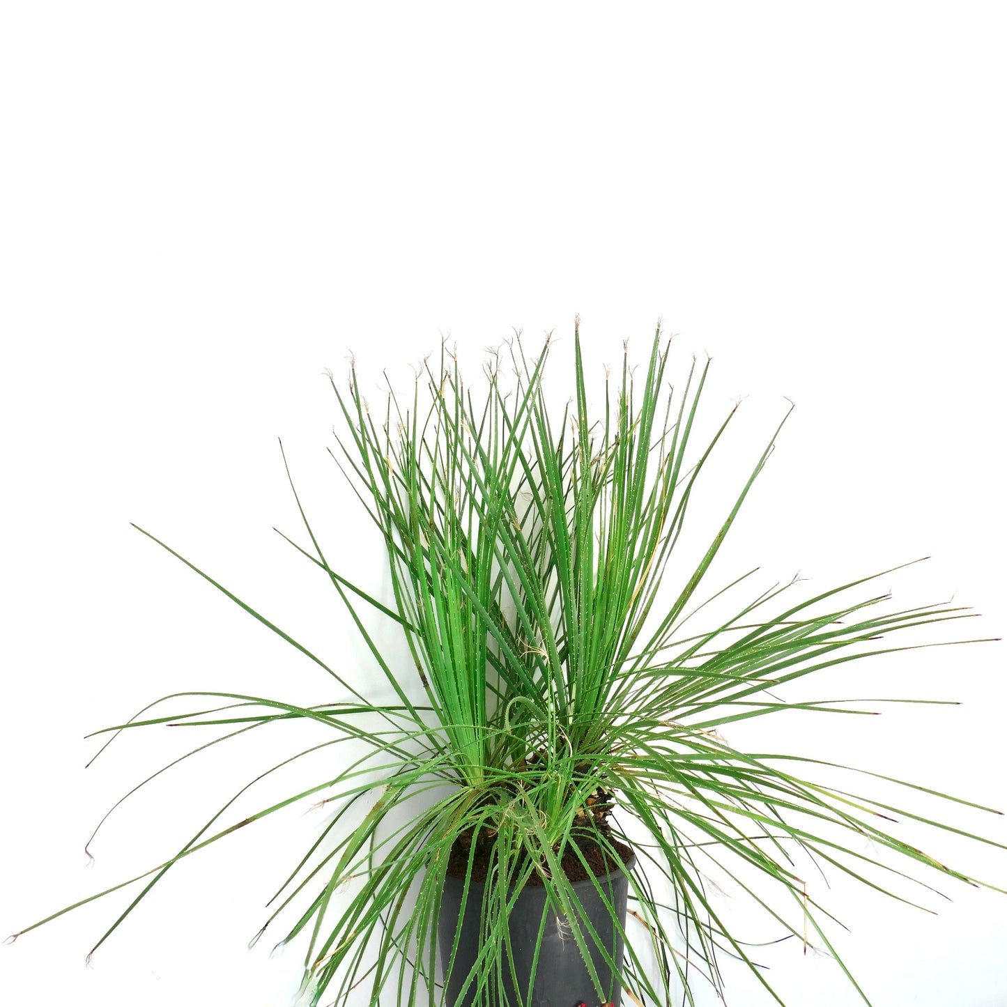 Dasylirion serratifolium succulent plant with long narrow spiny green leaves in black pot