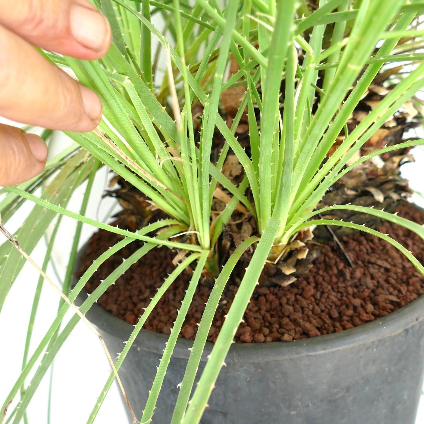 Dasylirion serratifolium spiky green succulent leaves in black pot close-up