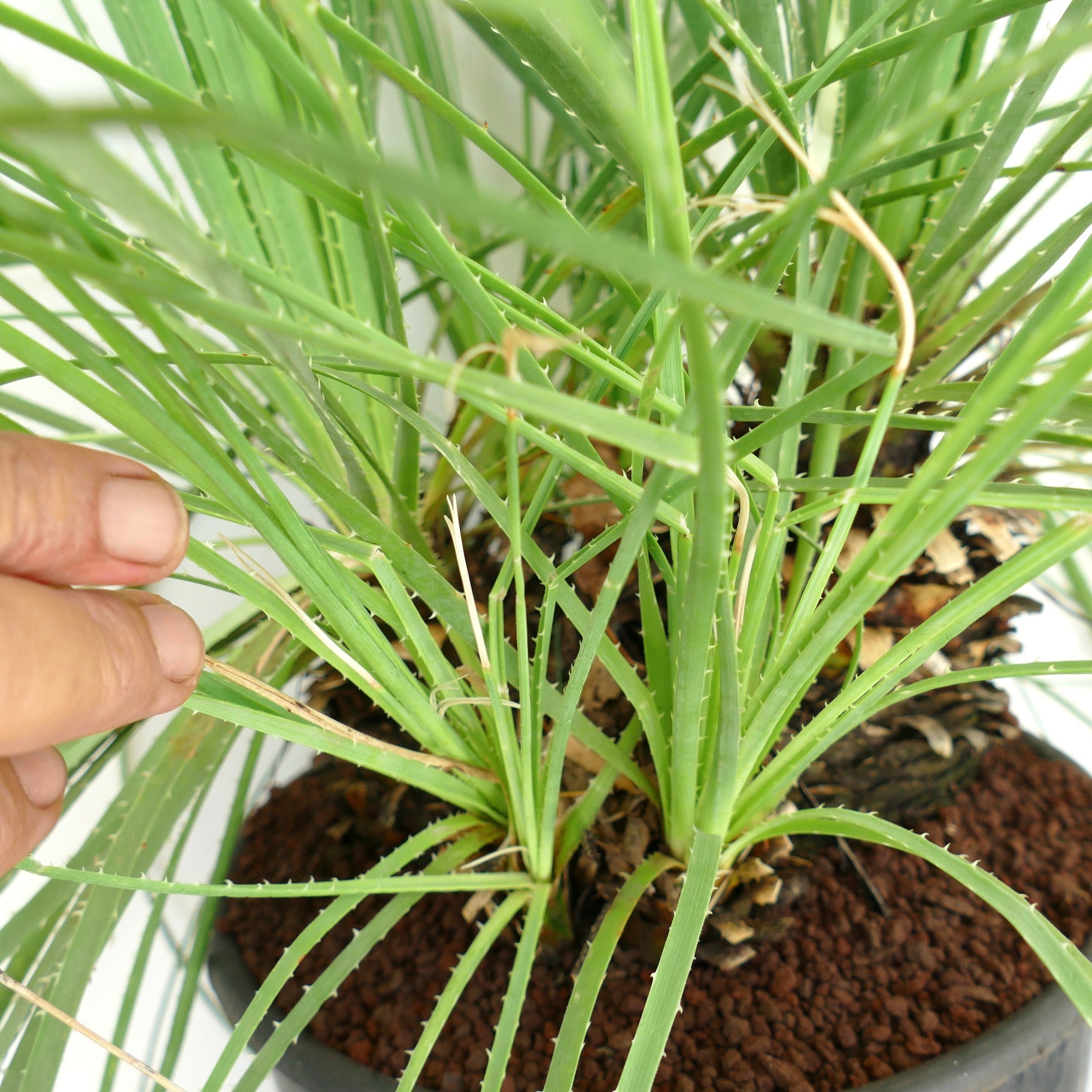 Dasylirion serratifolium succulent plant with narrow spiny green leaves in pot