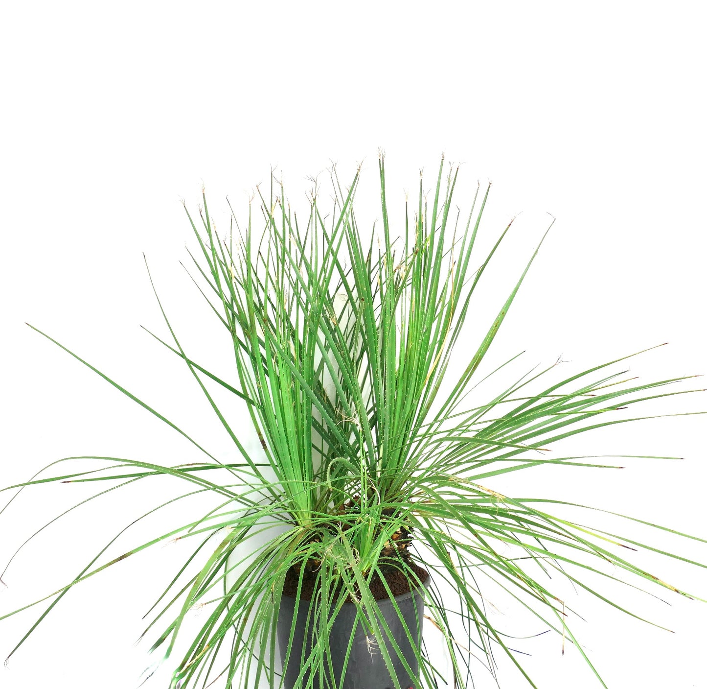 Dasylirion serratifolium slender green spiky leaves multihead succulent plant in pot