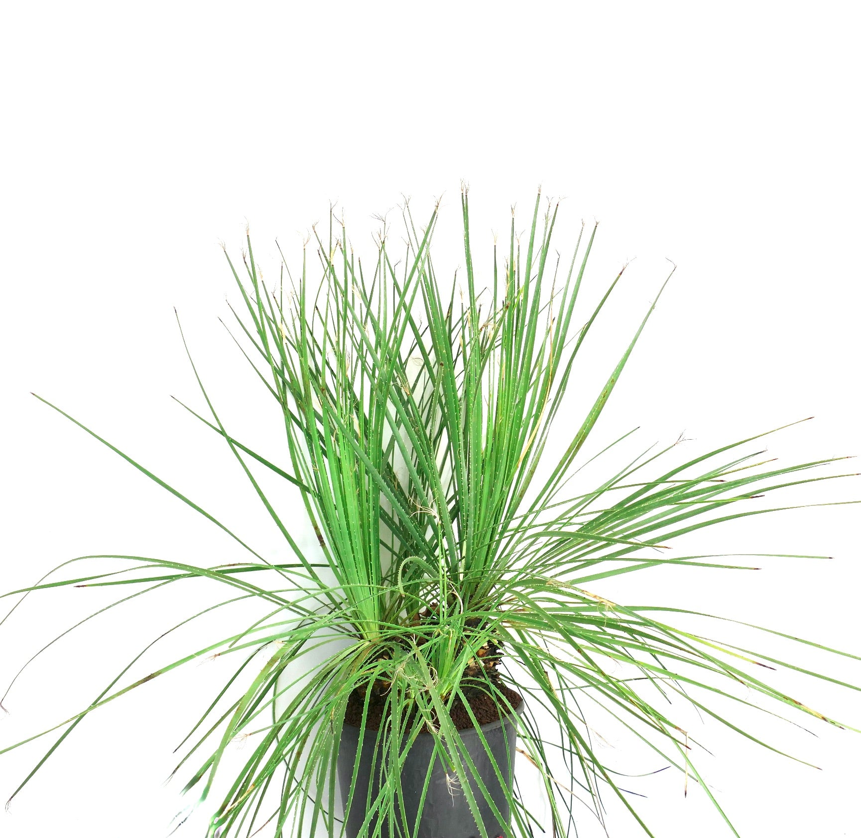 Dasylirion serratifolium slender green spiky leaves multihead succulent plant in pot