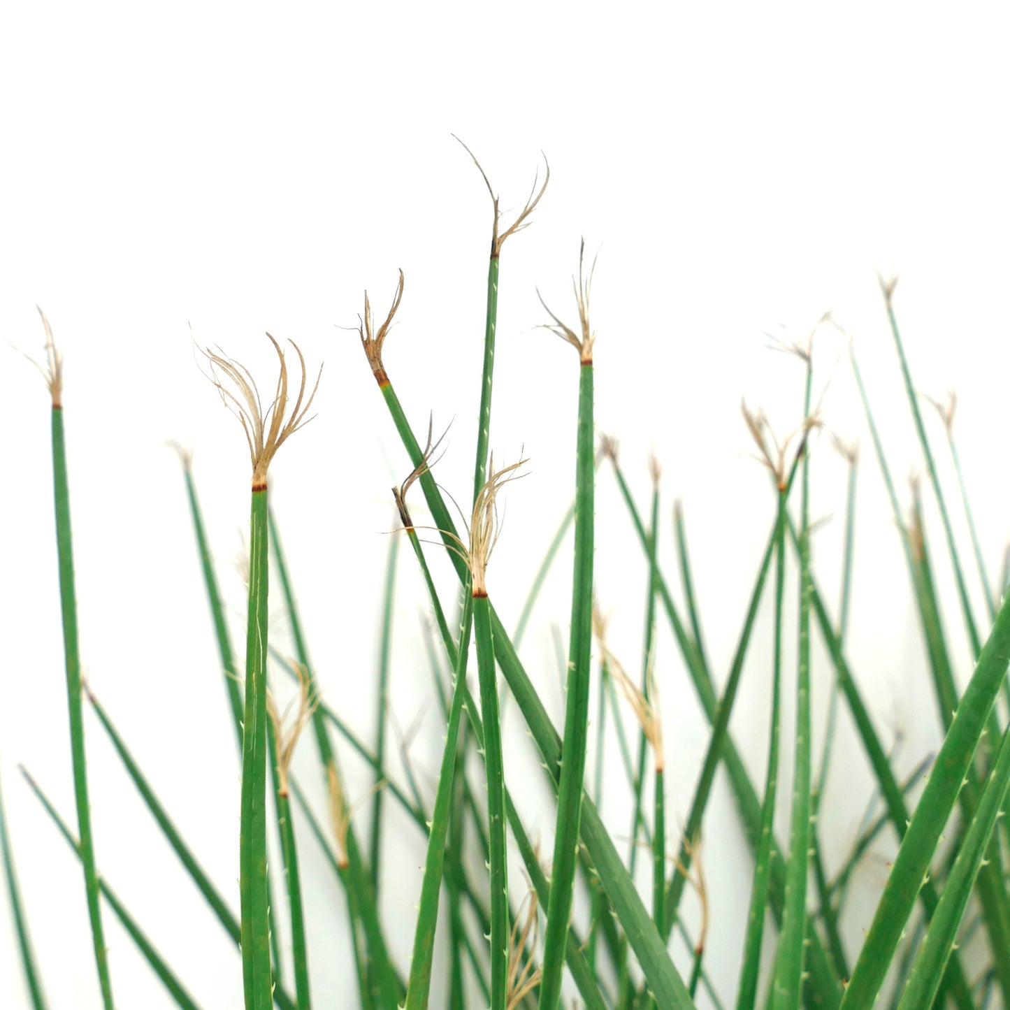 Dasylirion serratifolium slender green stems with delicate dried flower tips succulent plant