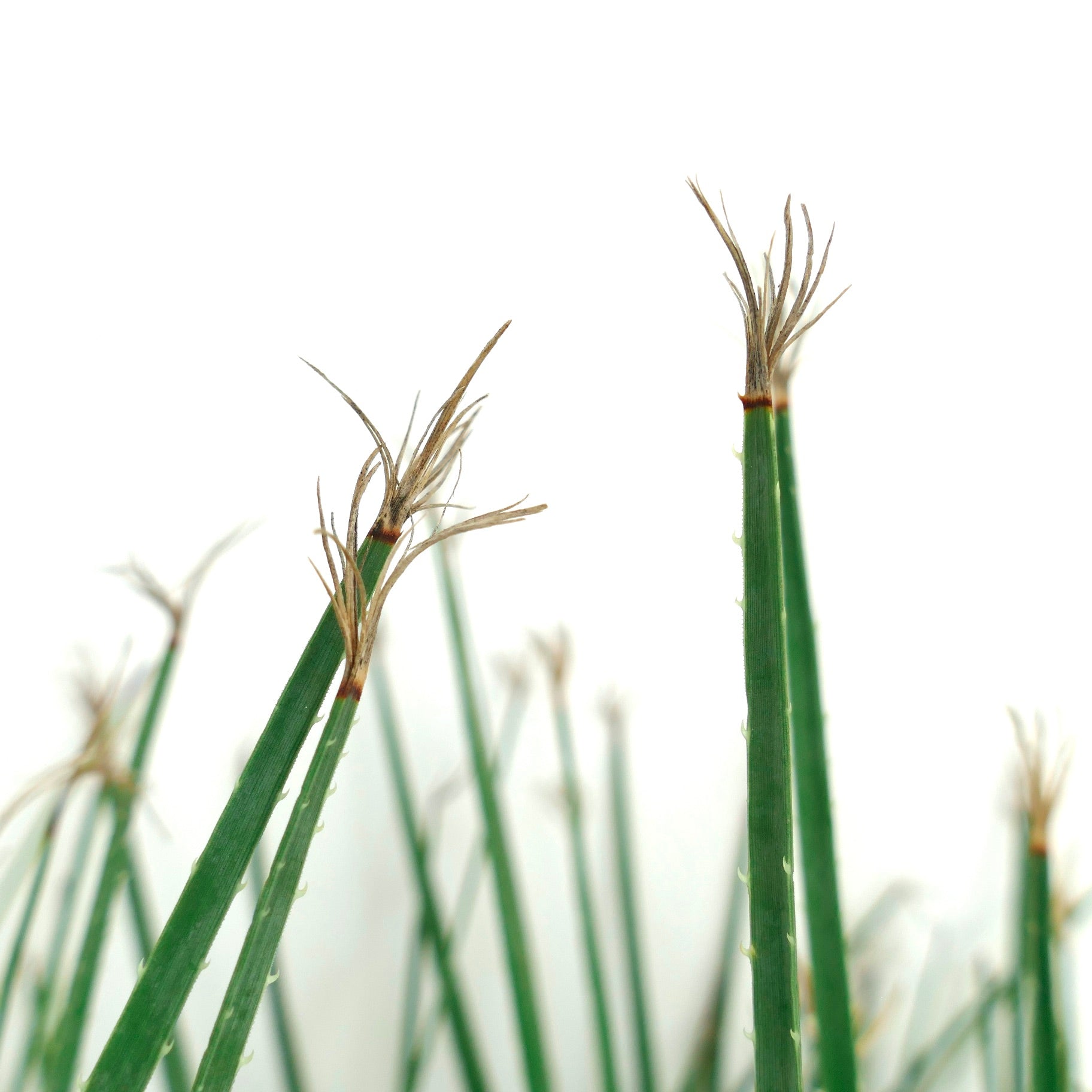 Dasylirion serratifolium spiky green succulent leaves with brown tips close-up