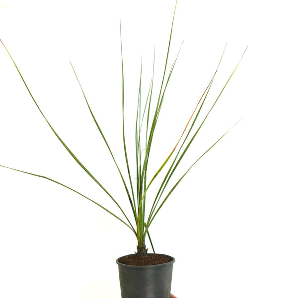 ダシリリオン　テキサナム ダシリリオン・テキサナム | Botanical Archive | あなたの庭に