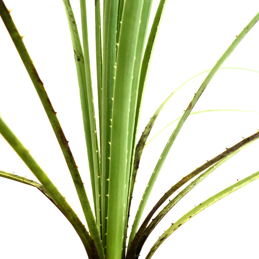 Dasylirion texanum spiky green succulent plant with long narrow leaves and small thorns