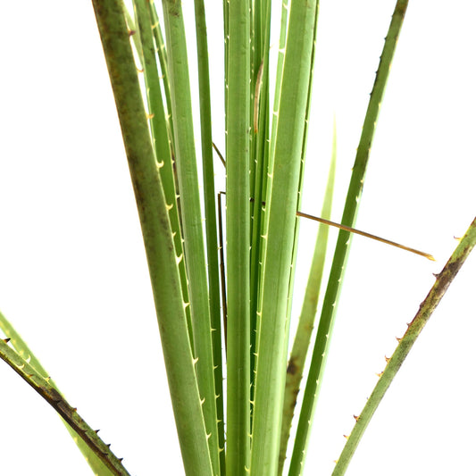 Dasylirion texanum green spiky succulent leaves with sharp thorns close-up