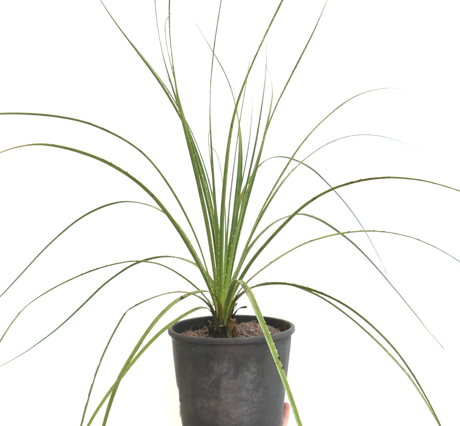 Dasylirion texanum | Botanical Archive | ユニークなデザート