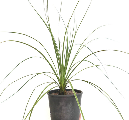 Dasylirion texanum slender green leaves with spiny edges in black pot succulent plant