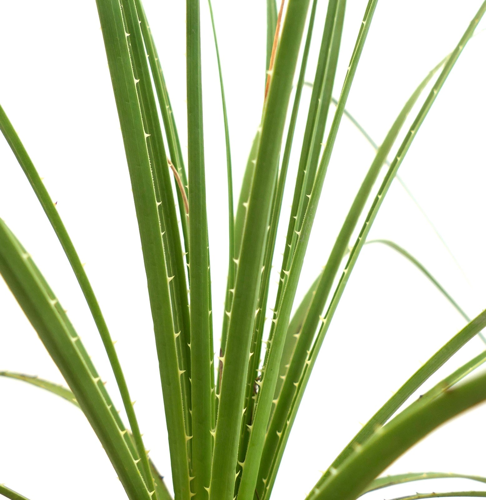 Dasylirion texanum spiky green succulent leaves with sharp teeth along edges