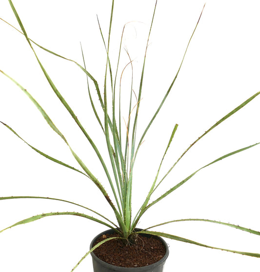 Dasylirion wheeleri slender spiny succulent with long narrow leaves in black pot