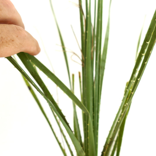 Dasylirion wheeleri schlanke grüne, stachelige Blätter mit scharfen Dornen Sukkulente Pflanze