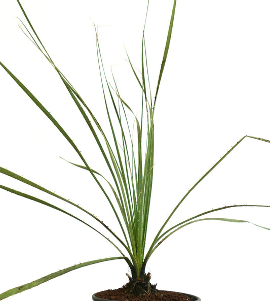 Dasylirion wheeleri slender spiny green leaves desert succulent plant specimen in pot