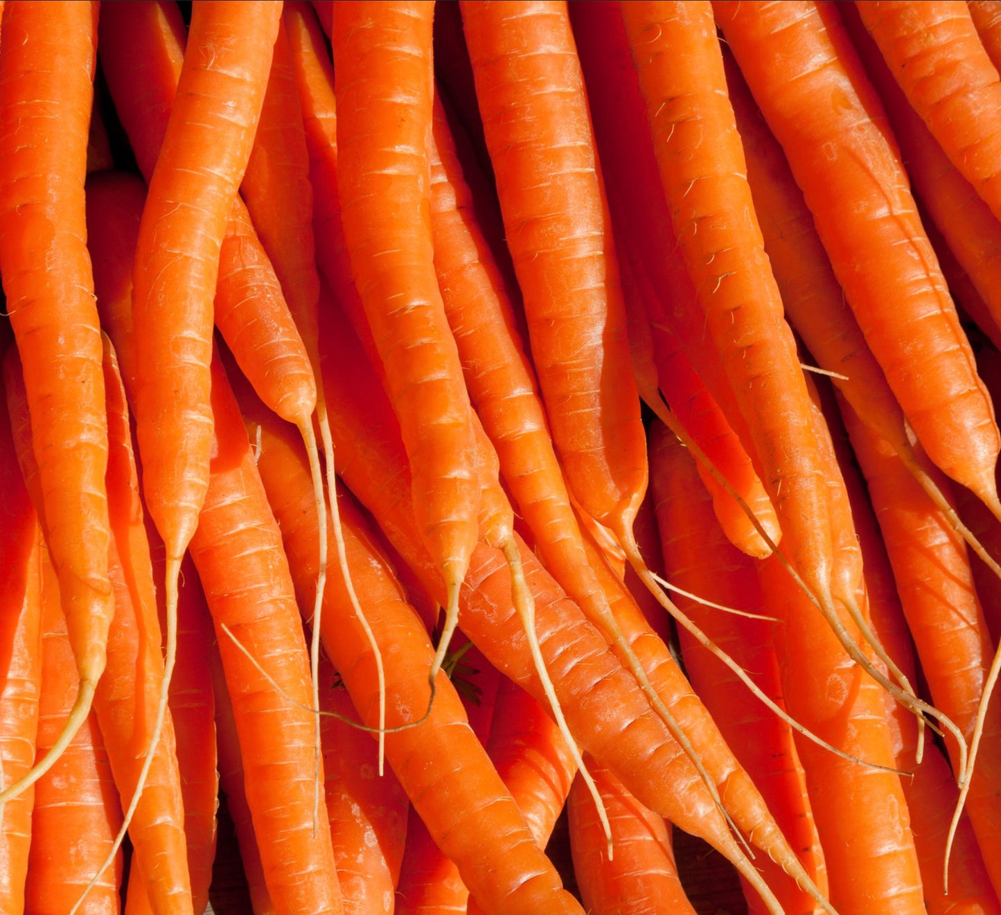 Daucus carota 'Carota Berlicum 2' SEEDS