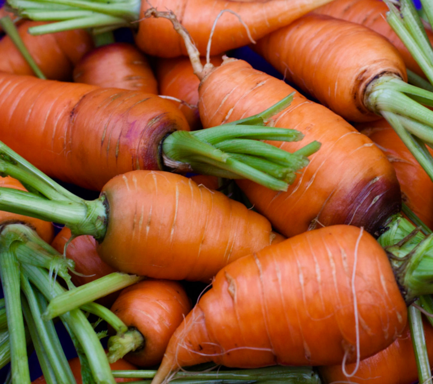 Daucus carota 'Chantenay Royal Carrot 2' SEEDS