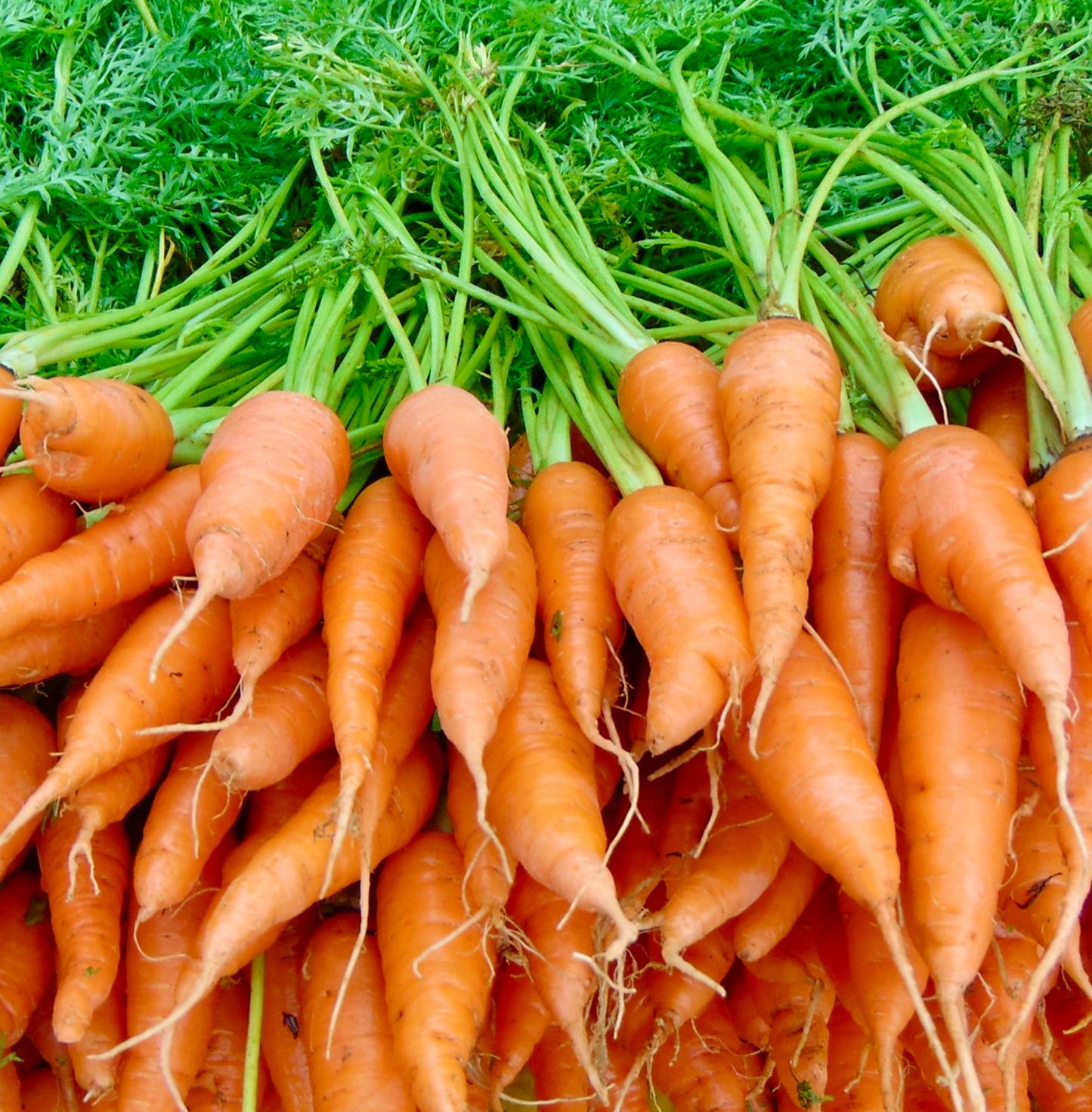 Daucus carota 'Half-Size Nantes (France) Carrot' SEEDS