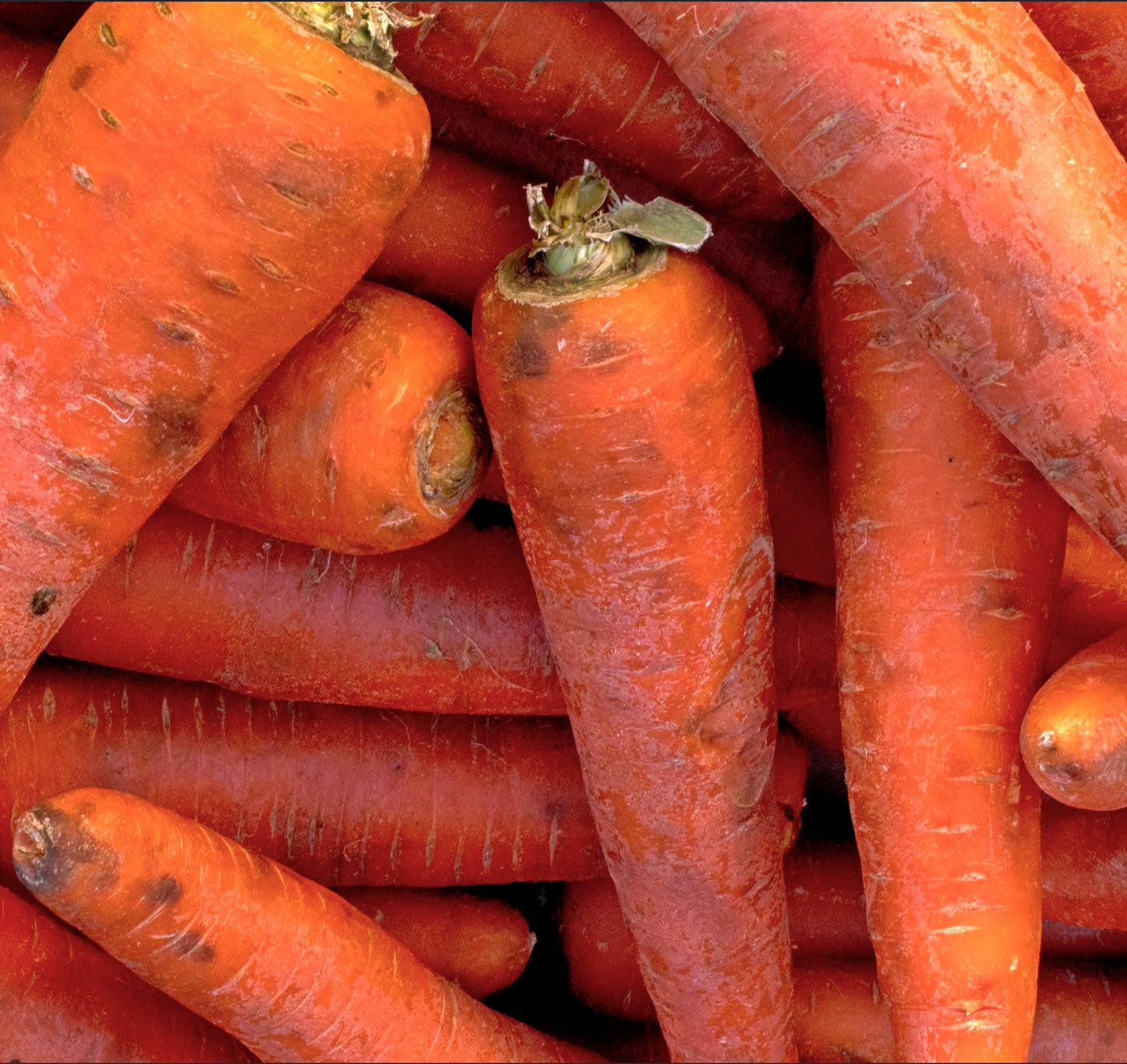 Daucus carota 'Carota Nantese Migliorata 2' SEEDS