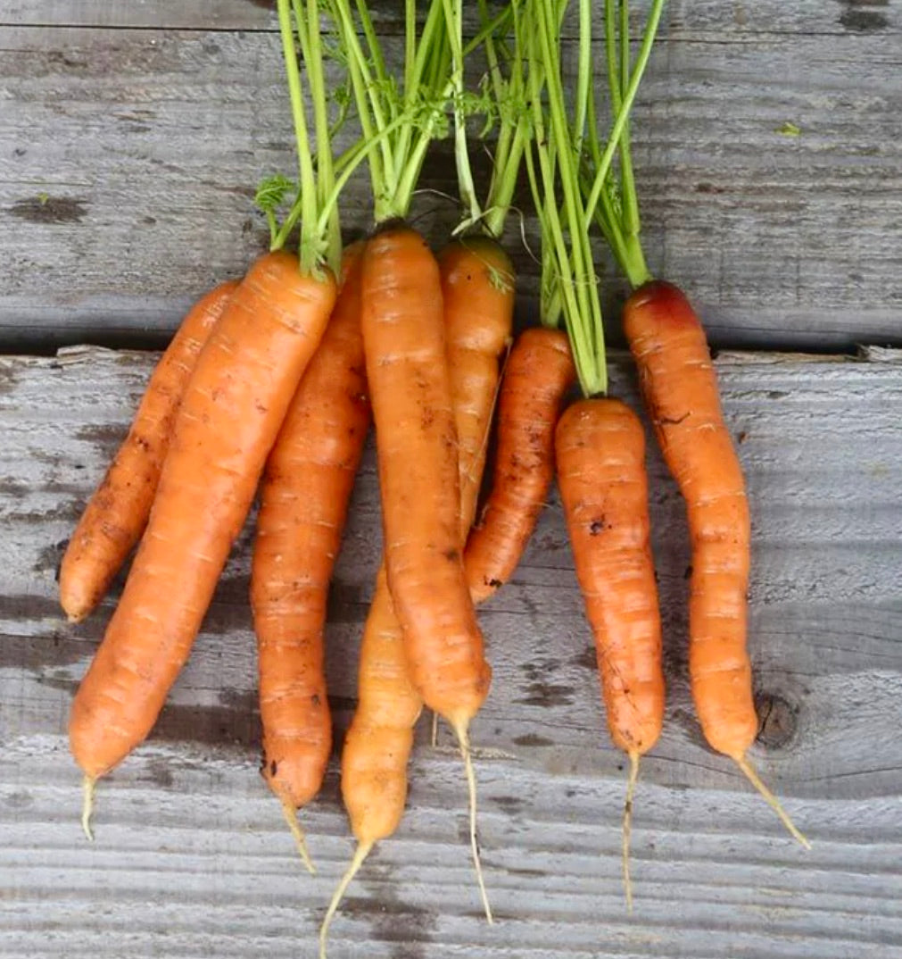 Daucus carota 'Carota Chantenay Royal 2' SEEDS