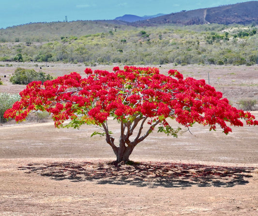Delonix regia arbre à fleurs rouge vif avec un feuillage étalé dans un paysage sec