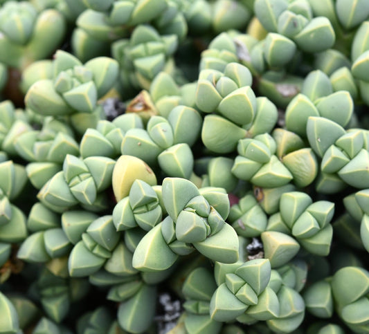 Delosperma lehmannii