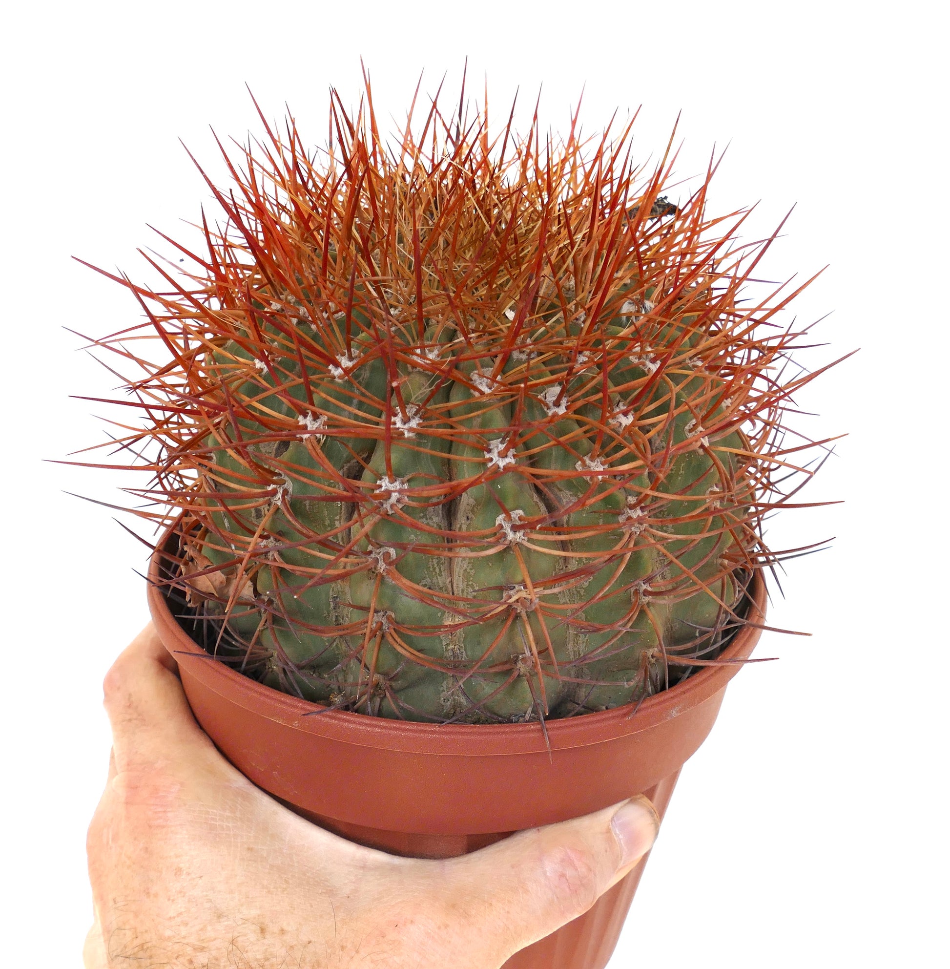 Denmoza rhodacantha cactusplant met roodachtige doorns