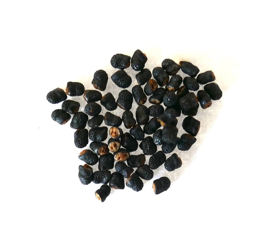 Enkele zwarte zaden van Denmoza rhodacantha met een zijdezijk bruin deel op een witte ondergrond