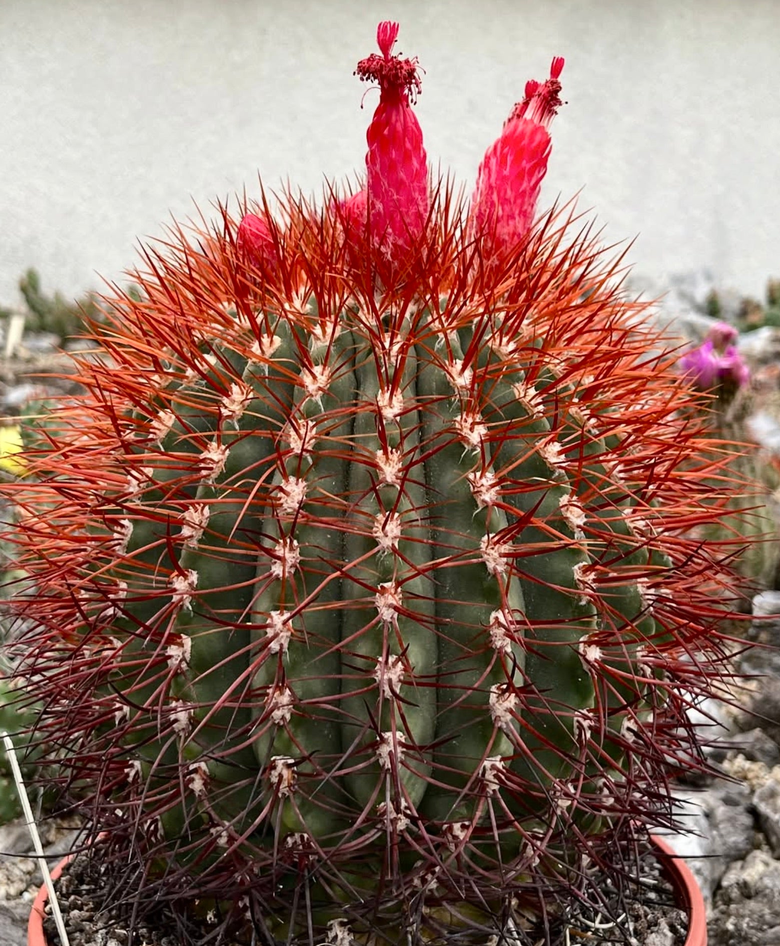 Denmoza rhodacantha var. diamantina-kaktus med livlige røde pigger og lyse røde blomsterknopper