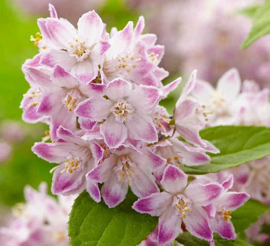 ユキノシタ属 ハイブリッド品種 『ラズベリーサンデー』 ピンクの縁取りがある白い花と緑の葉