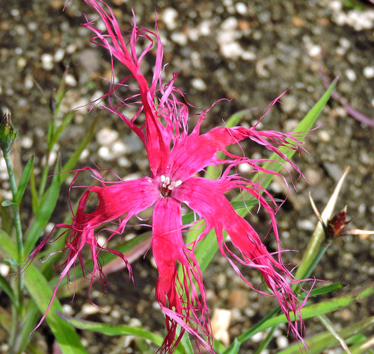 Dianthus chinensis var. lacinatus cv 'Dancing Geisha’