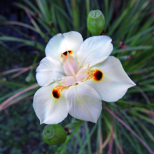 Flor branca de Dietes bicolor com manchas laranja-escuras e folhagem verde esguia ao fundo