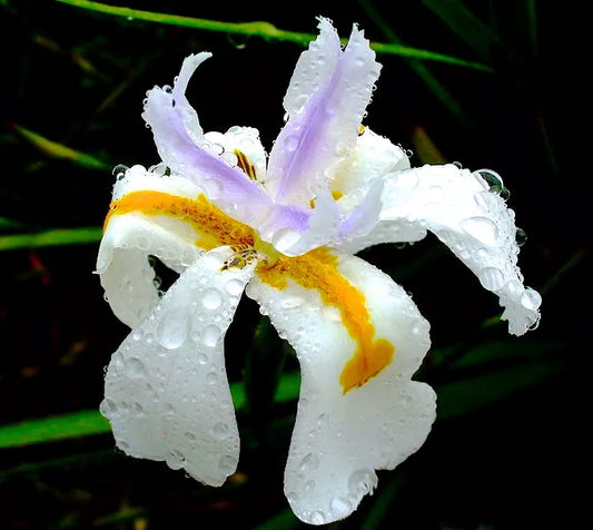 Flor branca e amarela de Dietes grandiflora com delicados realces roxos e gotas de água