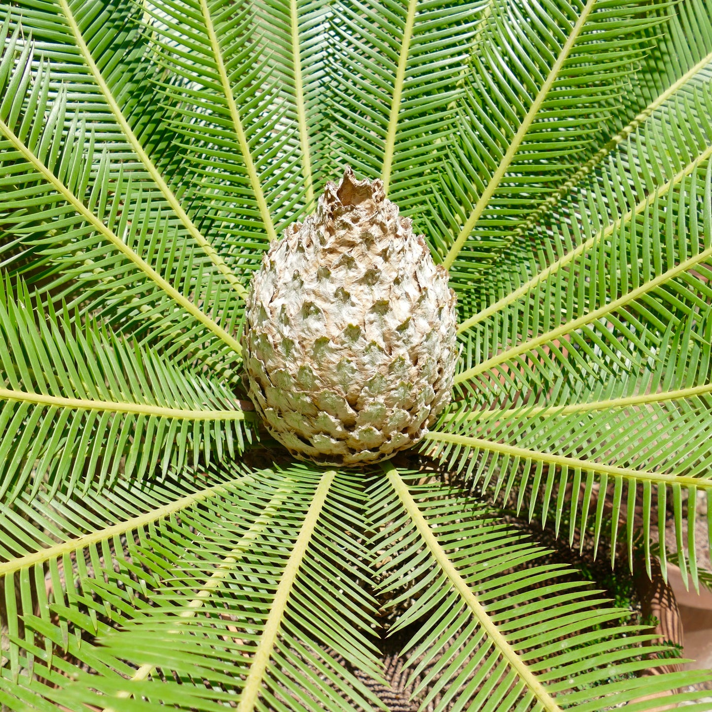 Dioon edule large green pinnate leaves with textured central cone cycad plant