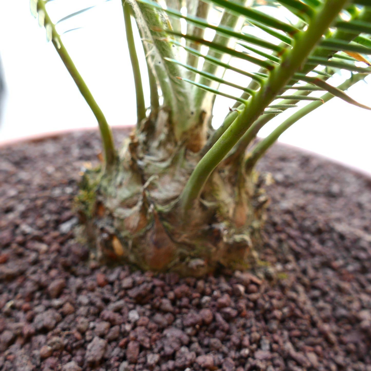 Dioon edule thick textured trunk with green pinnate leaves in rocky soil pot