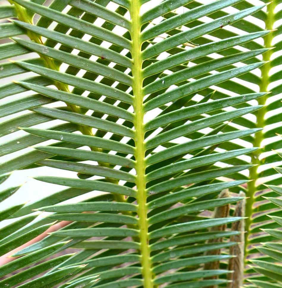 Dioon edule close-up of lush green pinnate leaves with sharp tips and textured surface