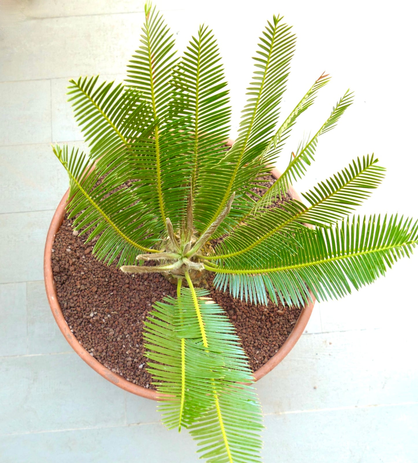 Dioon edule "Palma Sola" young cycad with bright green pinnate leaves in terracotta pot