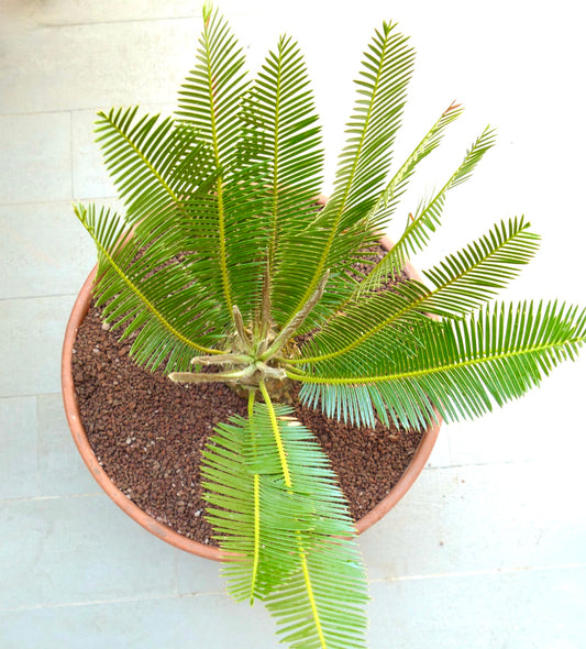 Dioon edule "Palma Sola" young cycad with bright green pinnate leaves in terracotta pot