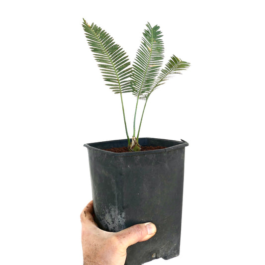 Dioon tomaselli young seedling with green pinnate leaves in black nursery pot held by hand