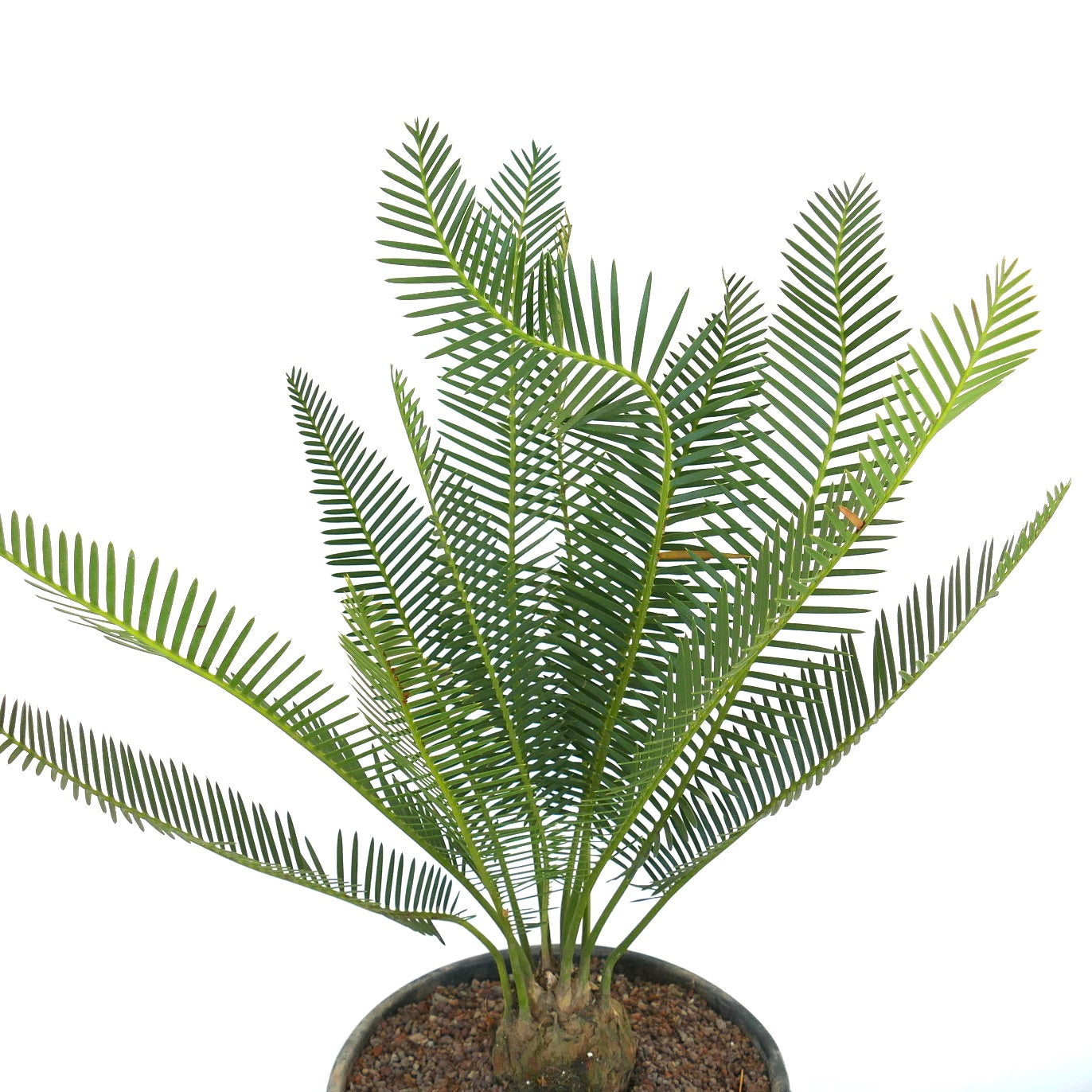 Dioon angustifolium potted cycad with slender green leaflets and textured trunk base