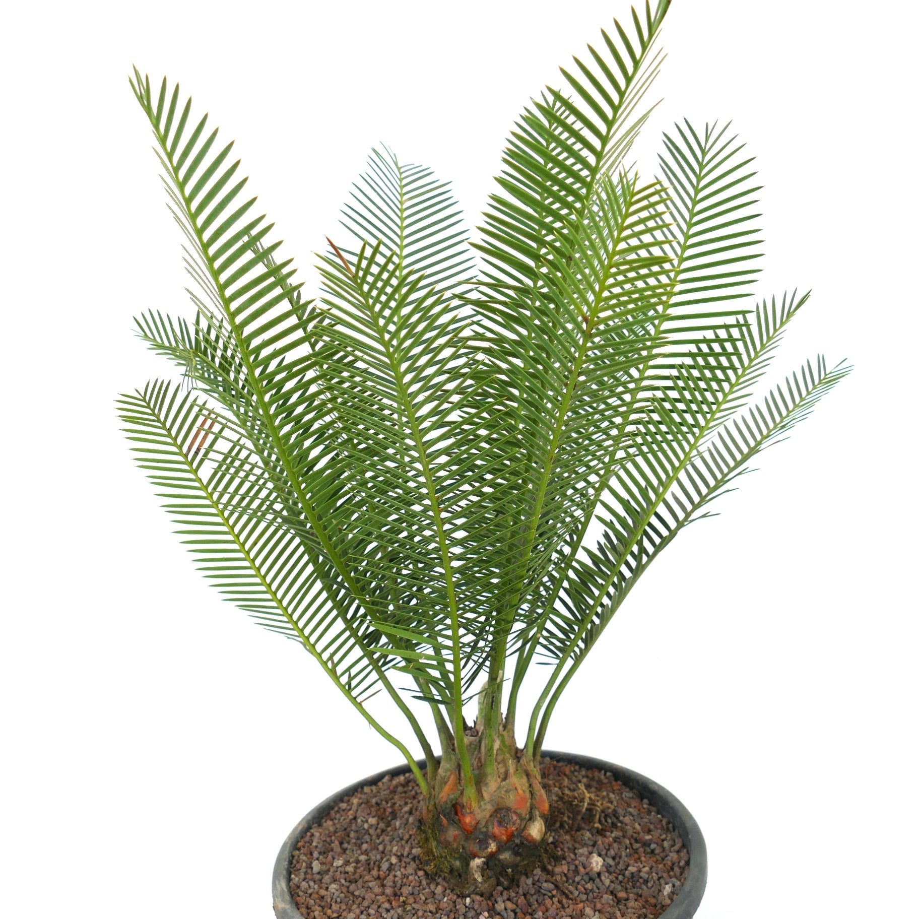 Dioon angustifolium rare caudex cycad with feathery green leaves in pot