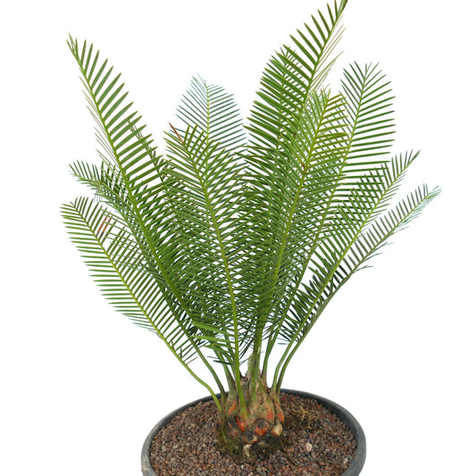 Dioon angustifolium rare caudex cycad with feathery green leaves in pot