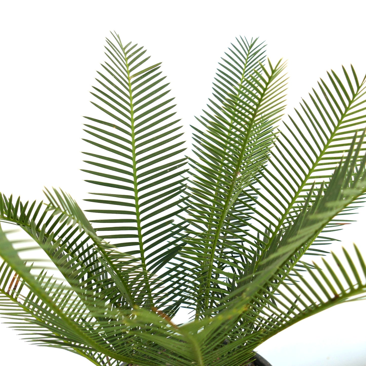 Dioon angustifolium lush green pinnate leaves with slender leaflets succulent caudex plant