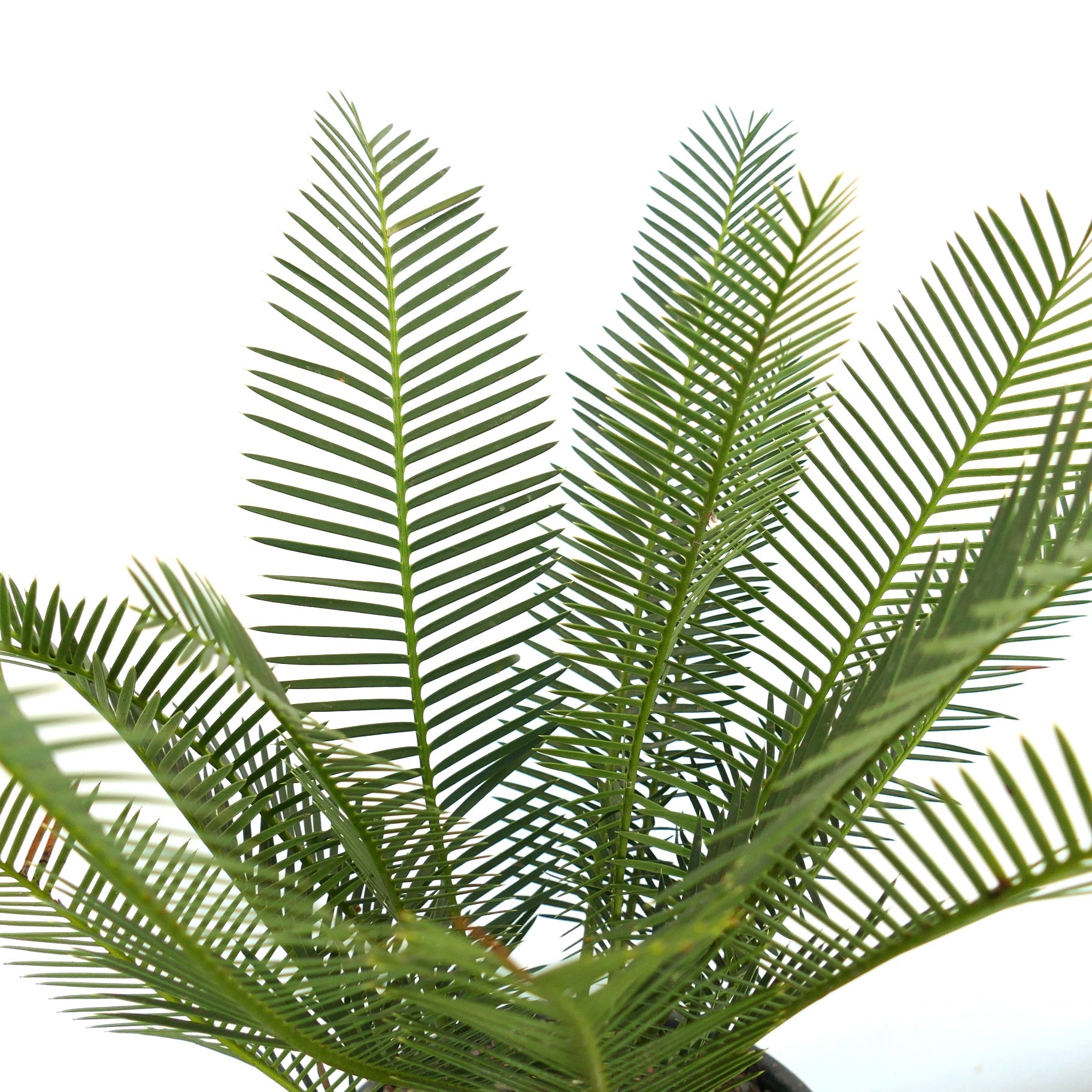 Dioon angustifolium lush green pinnate leaves with slender leaflets succulent caudex plant