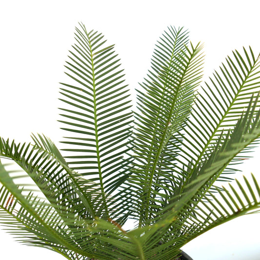 Dioon angustifolium lush green pinnate leaves with slender leaflets succulent caudex plant