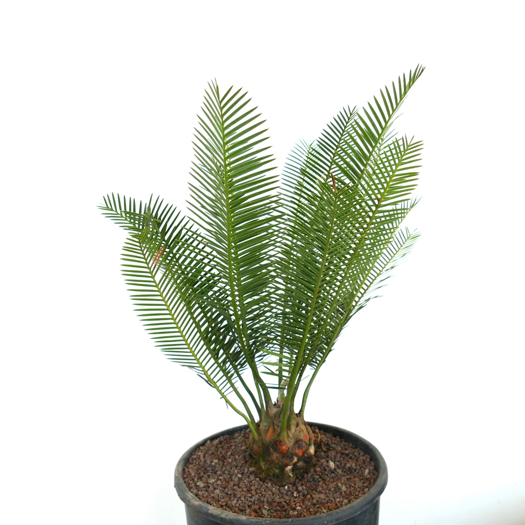 Dioon angustifolium small caudex palm with slender green leaves in black pot