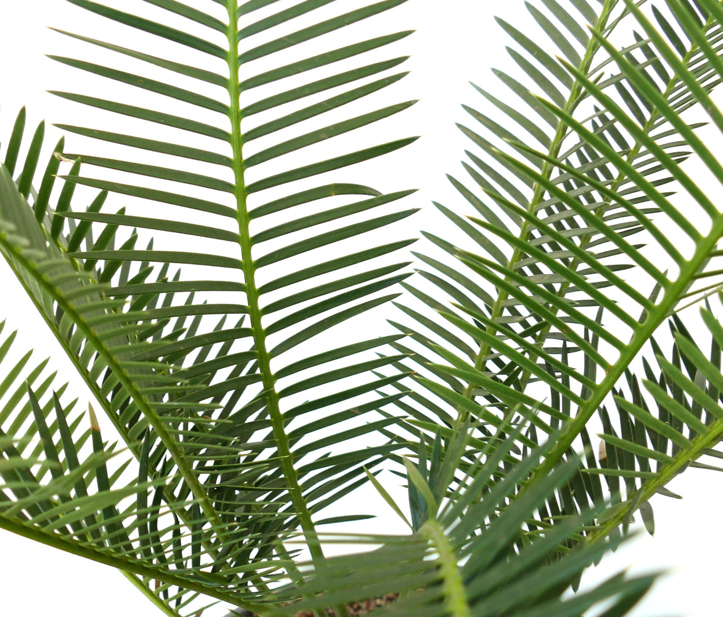 Dioon angustifolium tropical green pinnate leaves with slender leaflets and textured caudex base