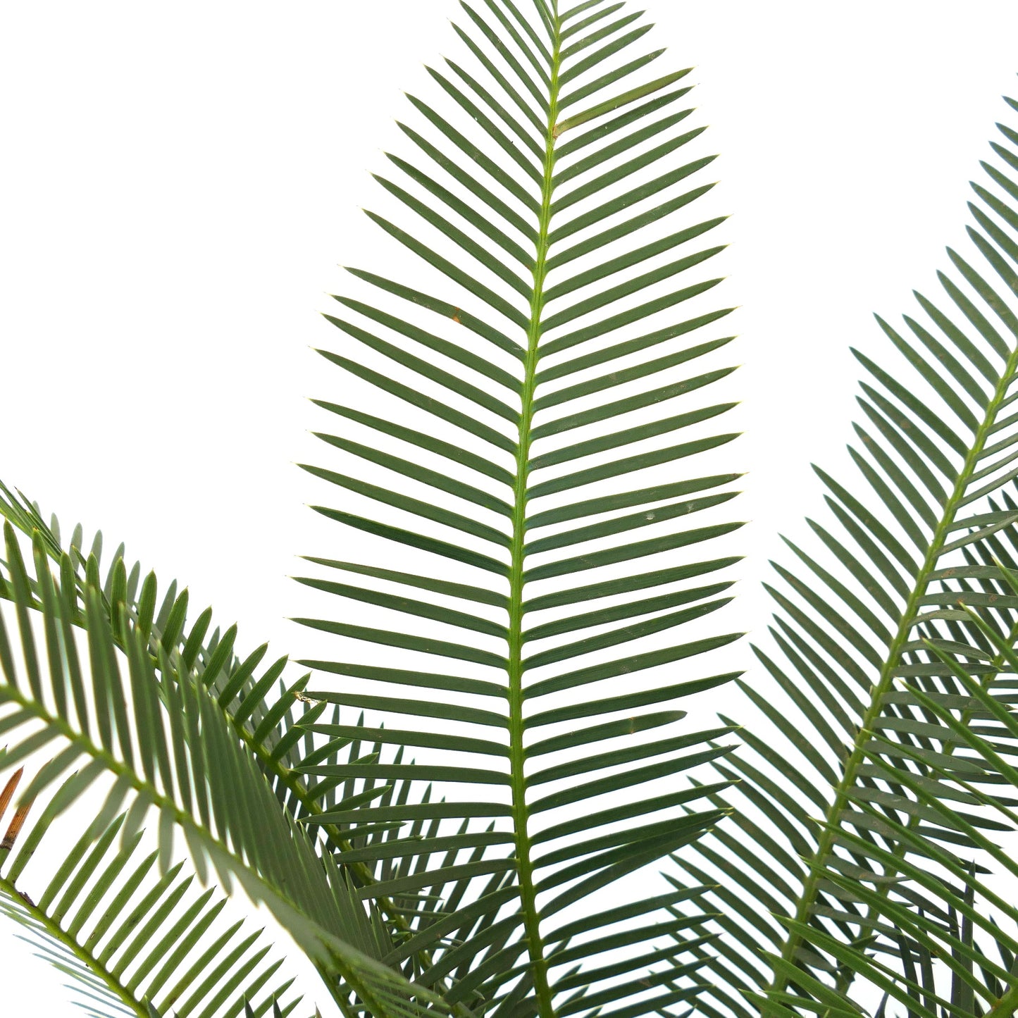 Dioon angustifolium lush green pinnate leaves with narrow leaflets and textured caudex base