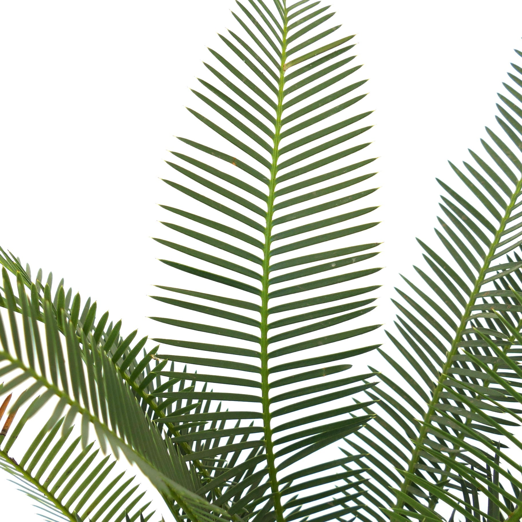 Dioon angustifolium lush green pinnate leaves with narrow leaflets and textured caudex base