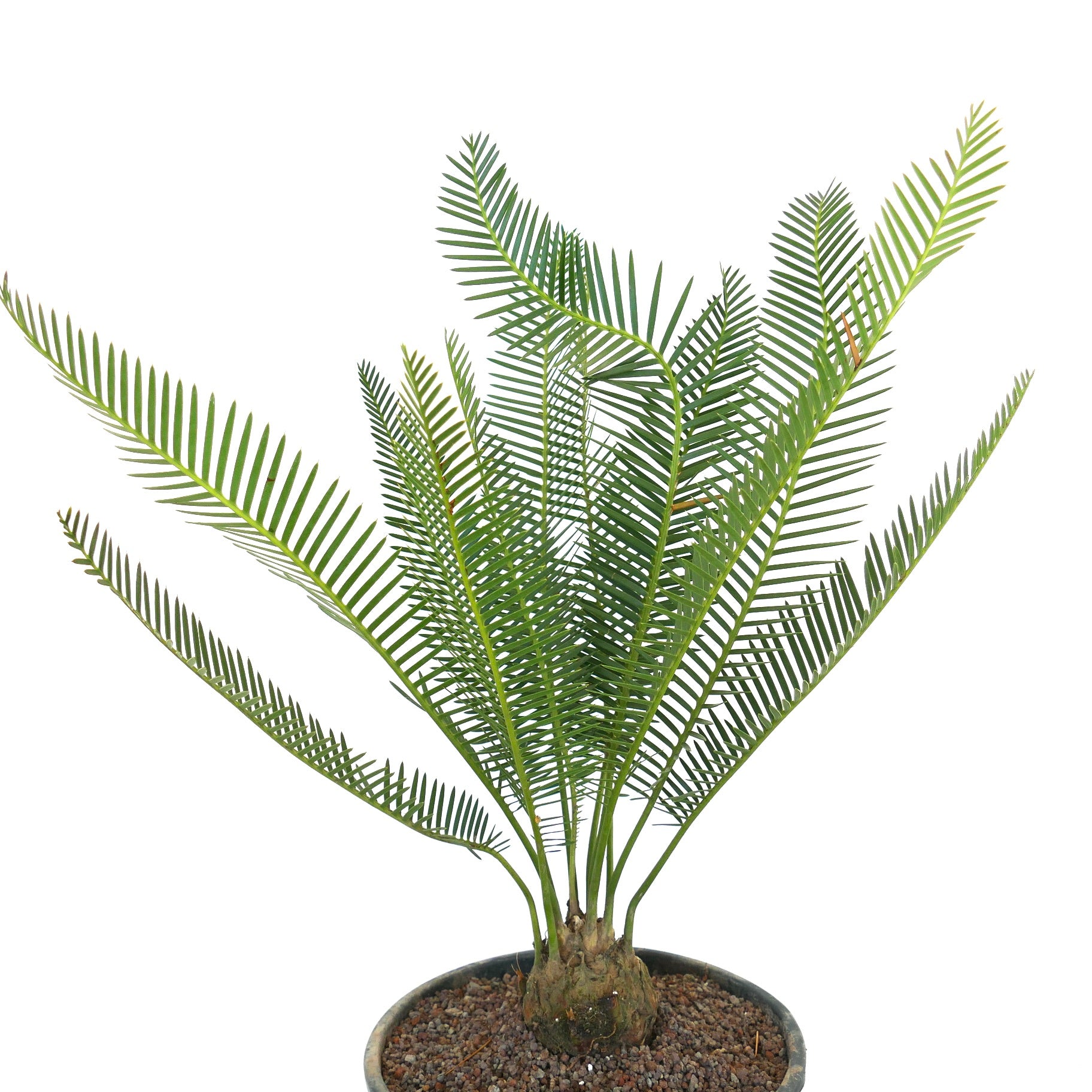 Dioon angustifolium potted rare cycad with slender green leaflets and thick trunk base