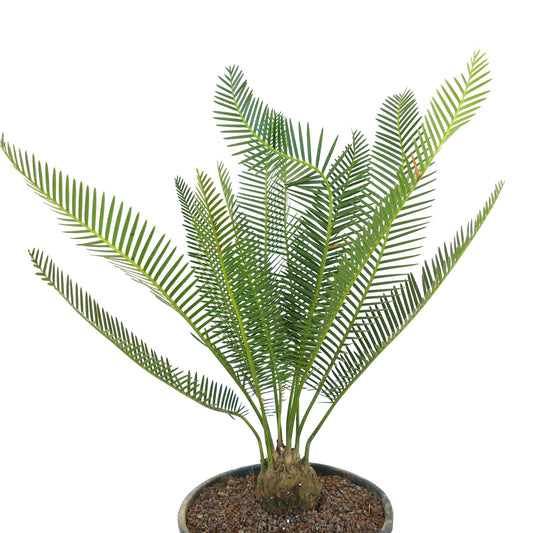 Dioon angustifolium potted rare cycad with slender green leaflets and thick trunk base