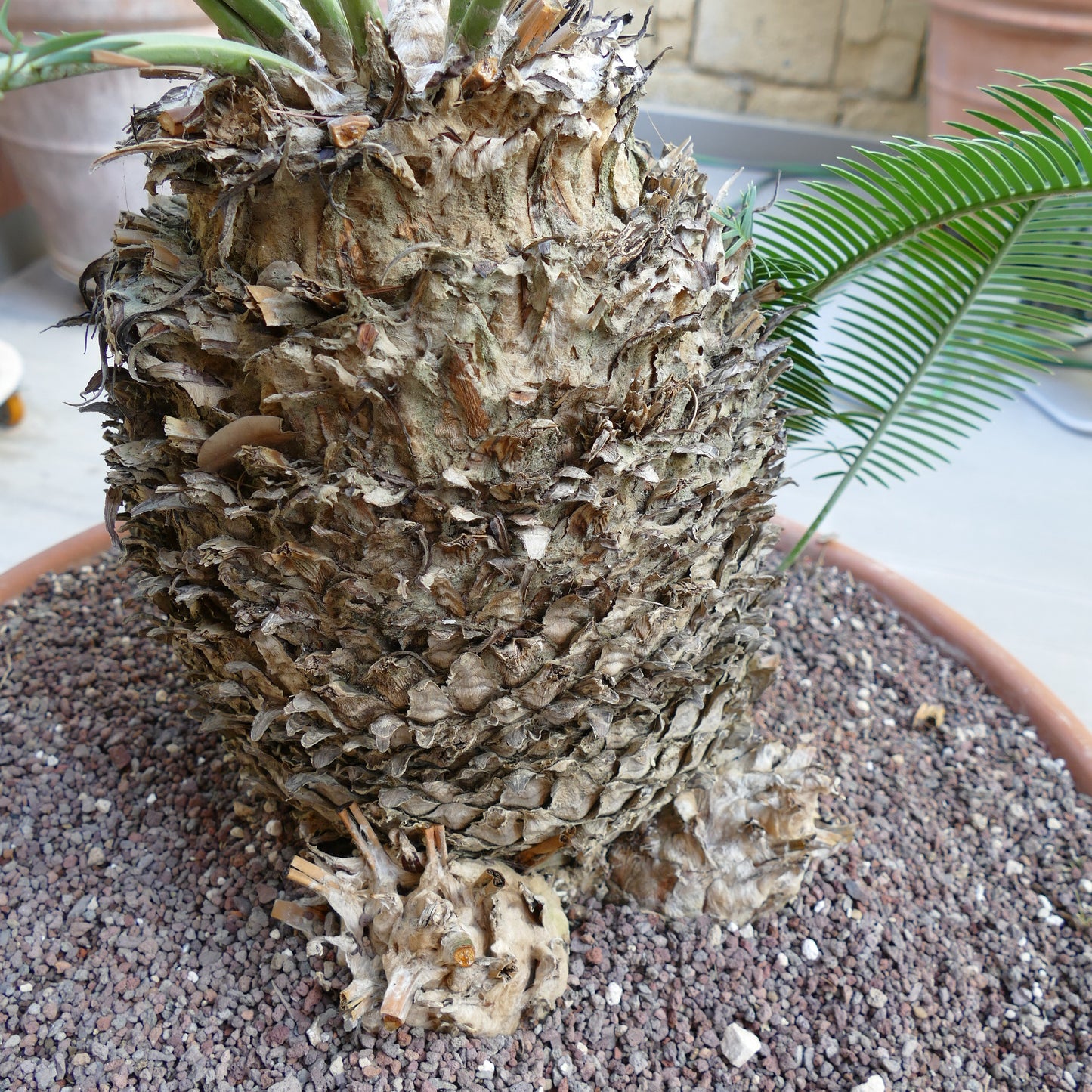 Dioon angustifolium mature caudex with textured bark and green pinnate leaves growing in pot